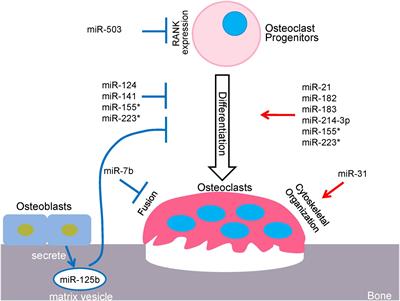 Regulation of Osteoclastogenesis and Bone Resorption by miRNAs